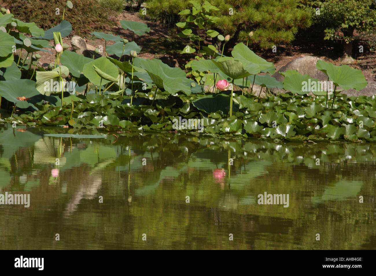 Lotusland hires stock photography and images Alamy