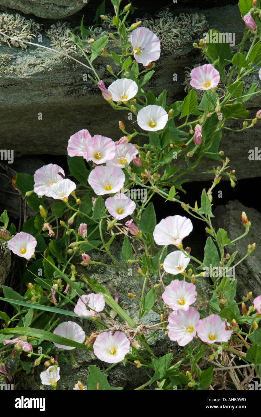 Field Bindweed (Convolvulus Arvensis Stock Photo - Alamy