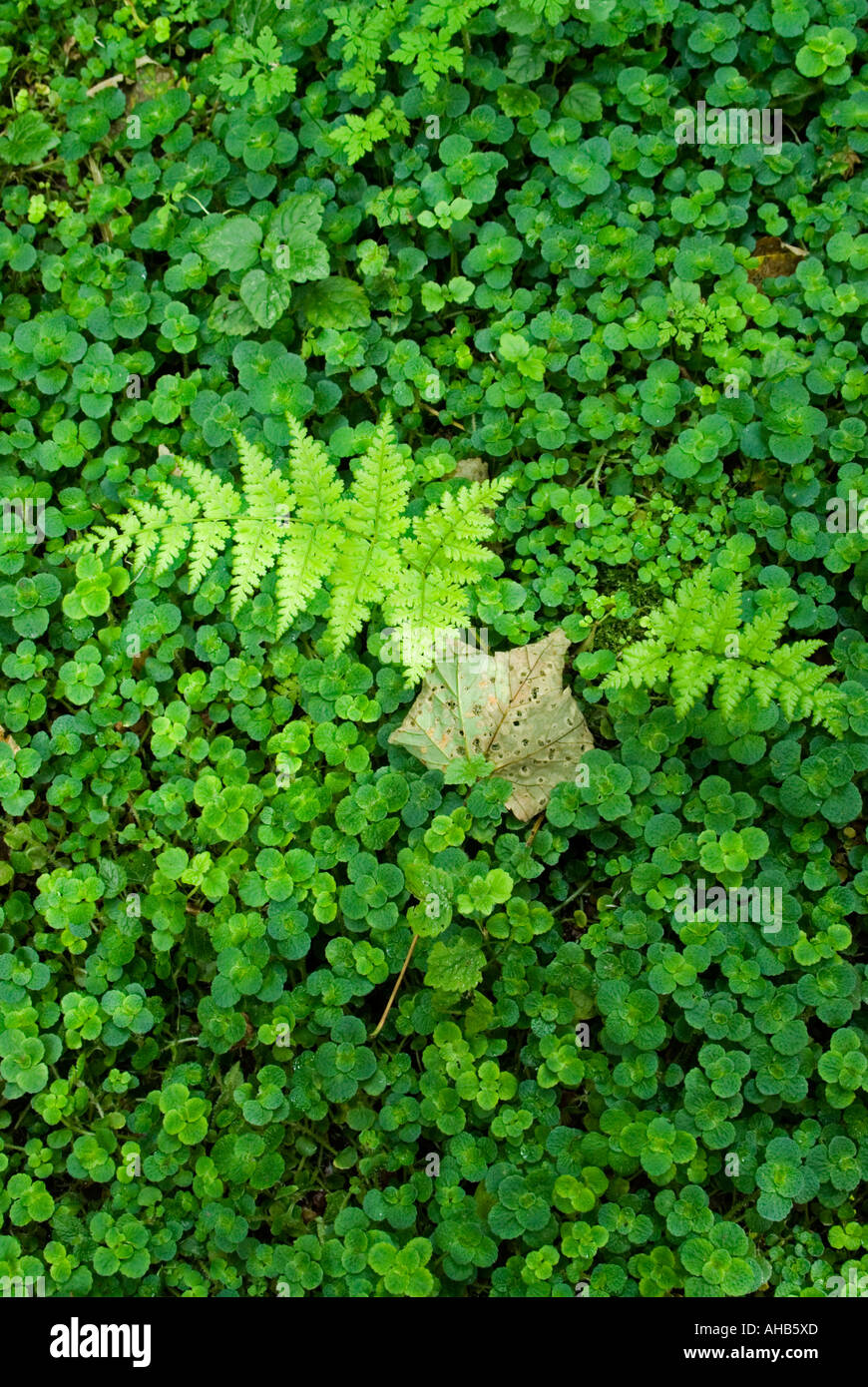 Woodland floor plant hi-res stock photography and images - Alamy