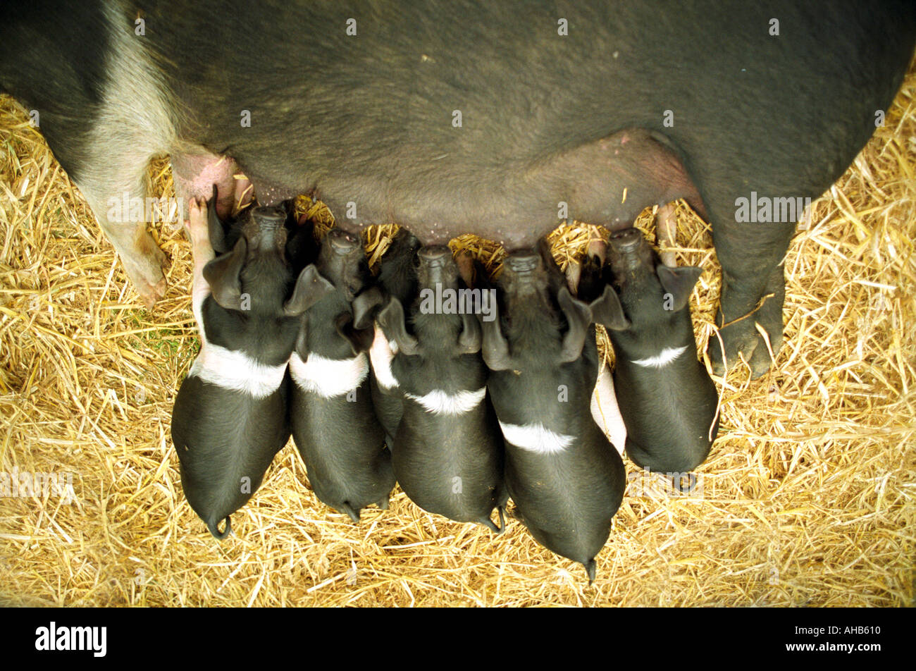 Saddleback piglets suckling from a sow Stock Photo