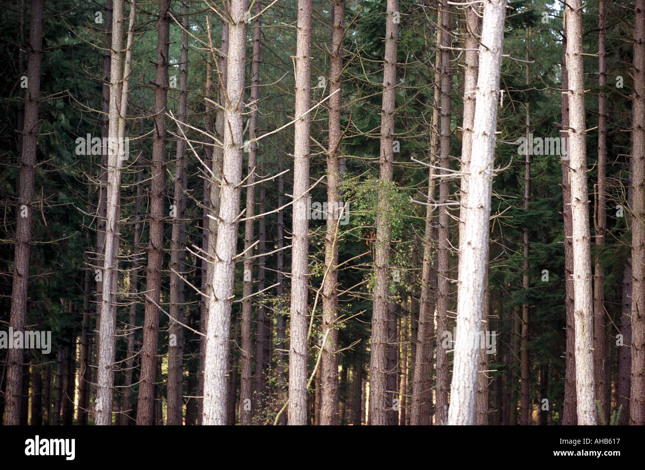 Close up trees hi-res stock photography and images - Alamy