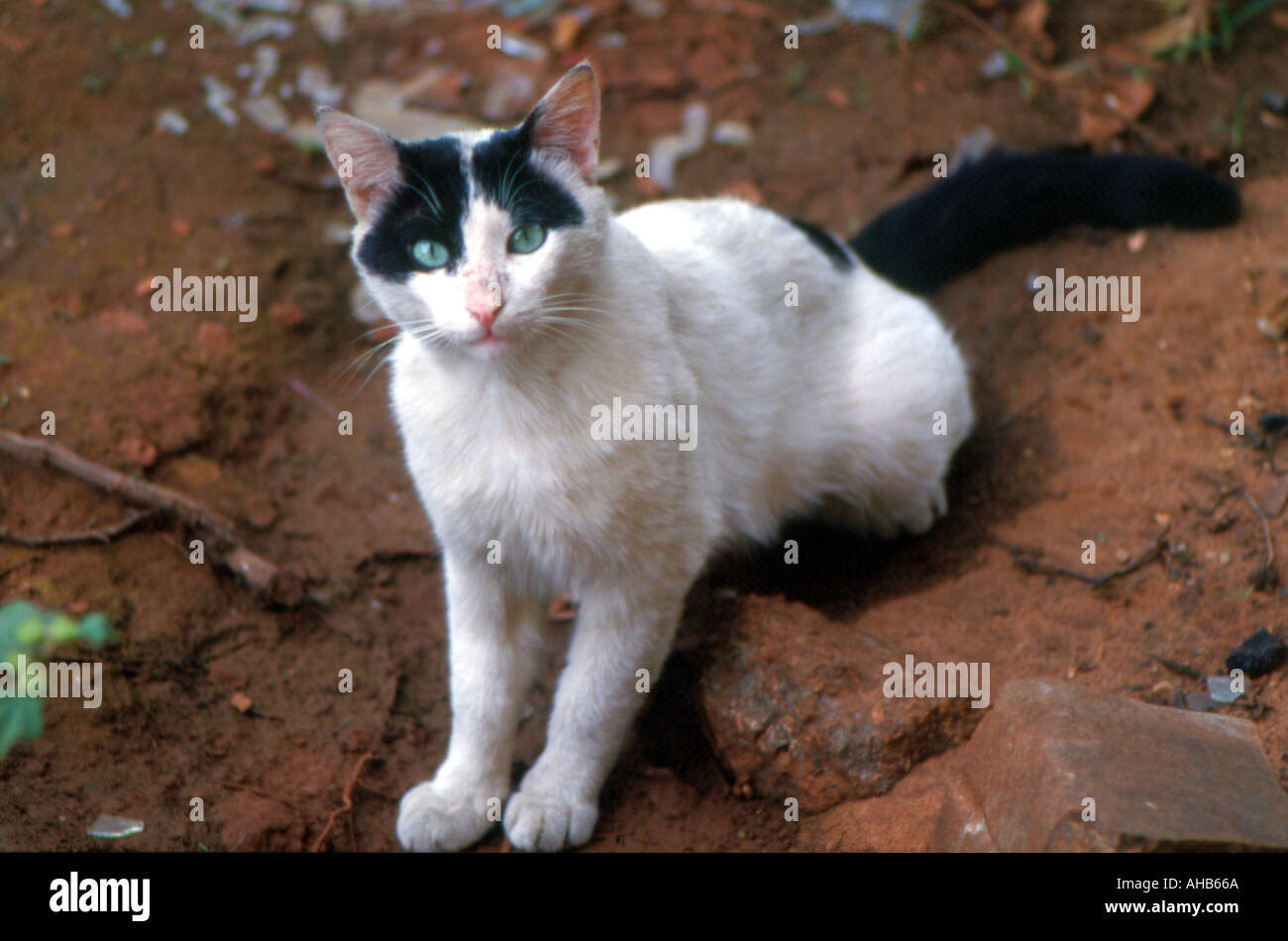 portrait of a wild cat beirut lebanon Stock Photo Alamy