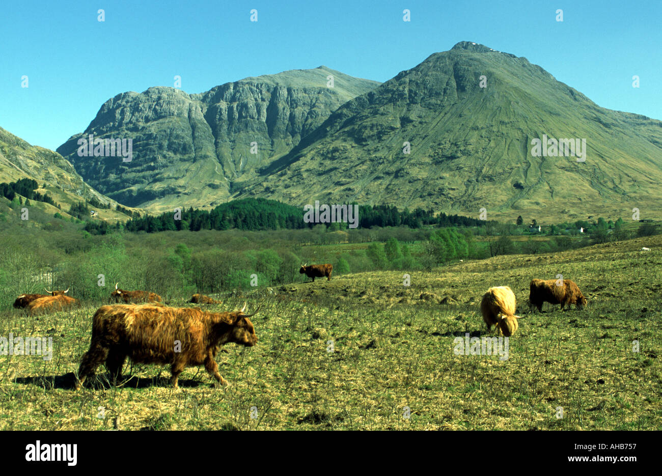 Highland Cattle at National Trust for Scotland Centre Glen Coe in West ...