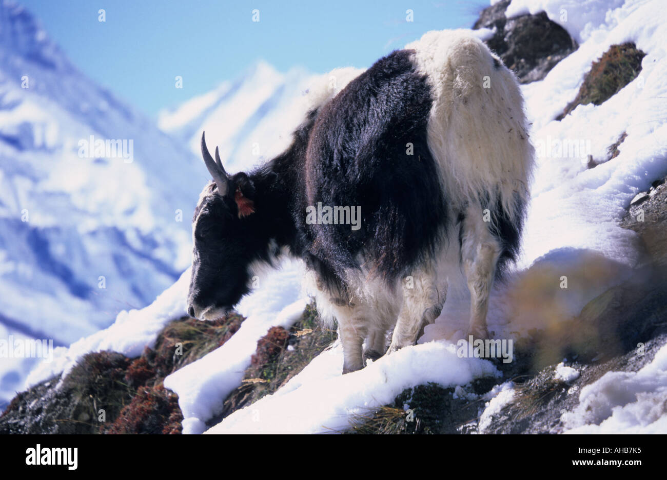 Yak Bos grunniens in Ghyaru surroundings Annapurna Conservation Area Nepal Stock Photo