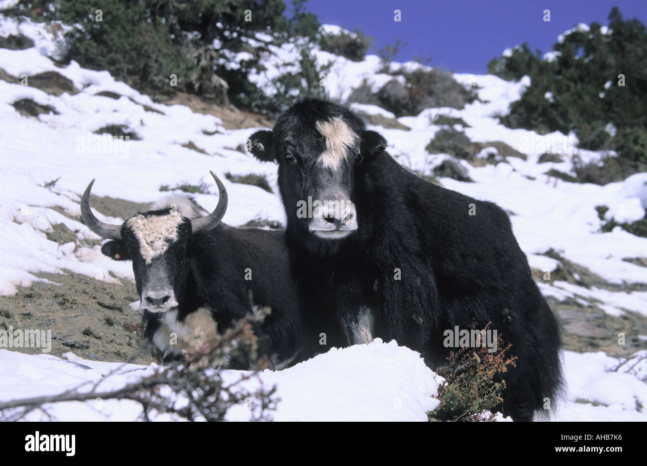 Yaks Bos grunniens in Ghyaru surroundings Annapurna Conservation Area Nepal Stock Photo