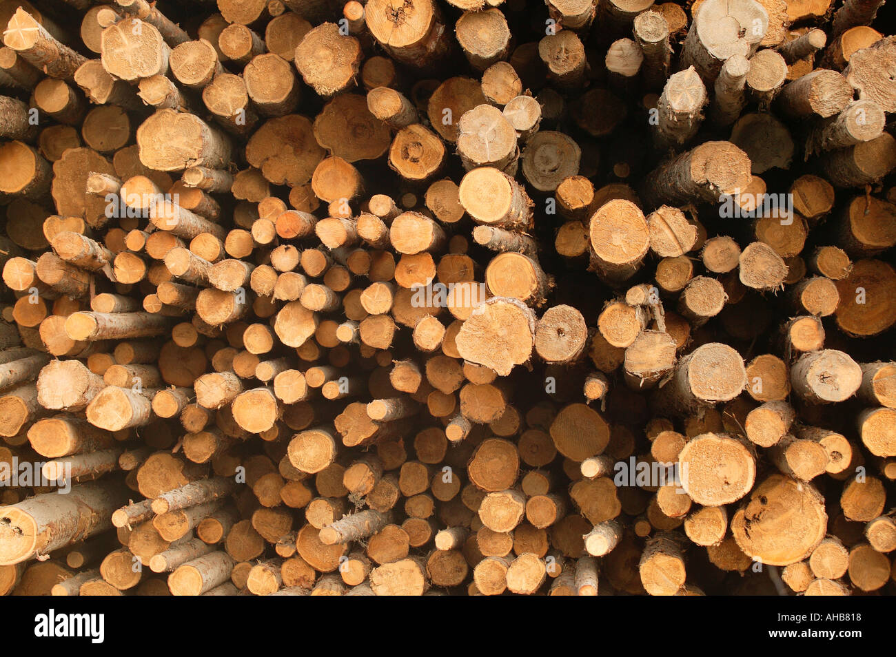 Pile of logs Quesnel British Columbia Canada Stock Photo
