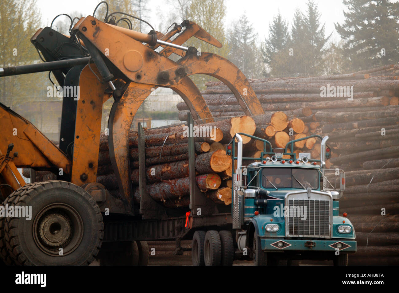 Loading a logging truck in Quesnel British Columbia Canada Stock Photo