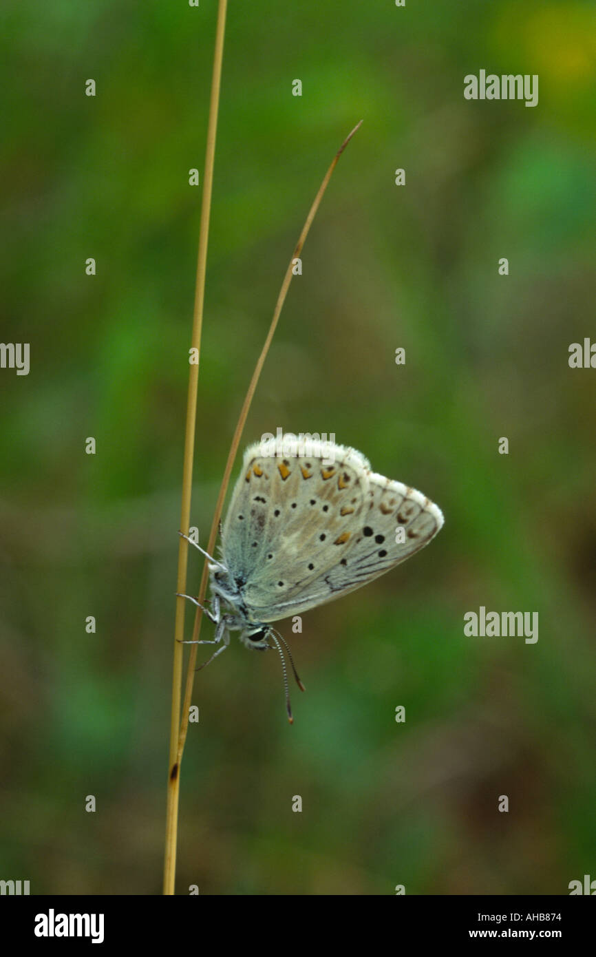 Chalkhill blue butterfly on grass llysandra coridon Stock Photo