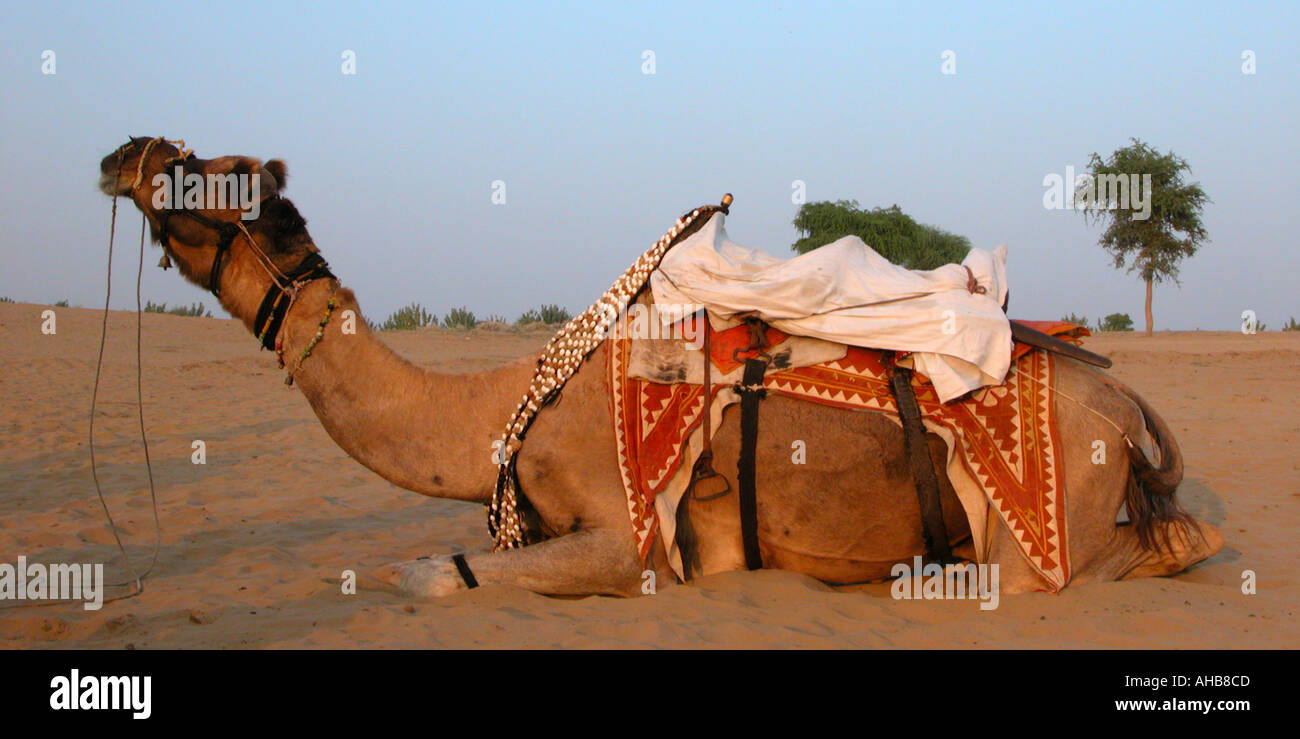 Indian Camel Ship Of The Desert Thar Rajasthan Stock Photo Alamy