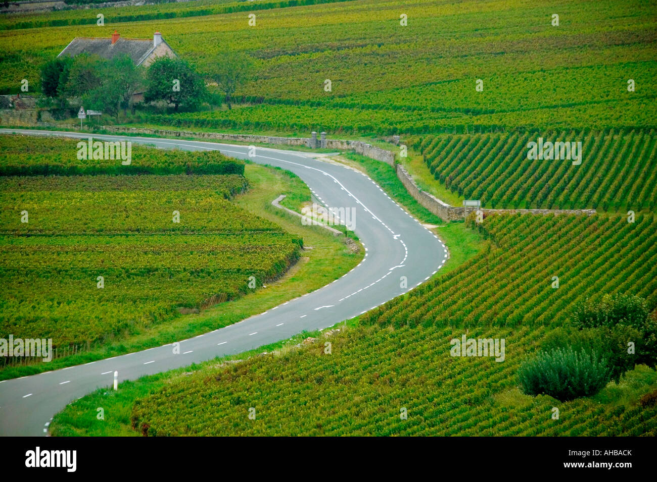 VINEYARDS - SAINT-ROMAIN - BURGUNDY - FRANCE Stock Photo