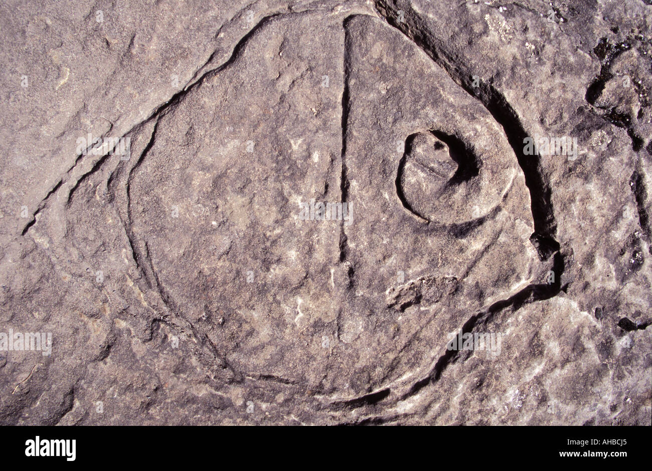 Aboriginal rock carvings on Mersey Bluff , Devonport , North West