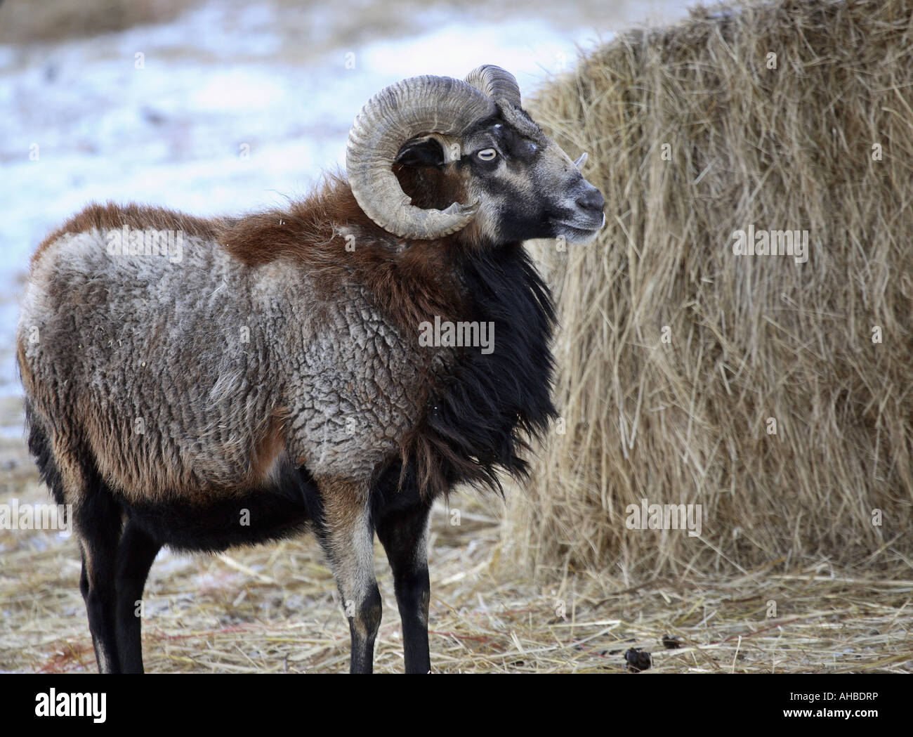 Painet jl7124 urial ovis virgnei arkaf mediumsized wild sheep known shapo arkhar noticeable features reddishbrown long fur Stock Photo