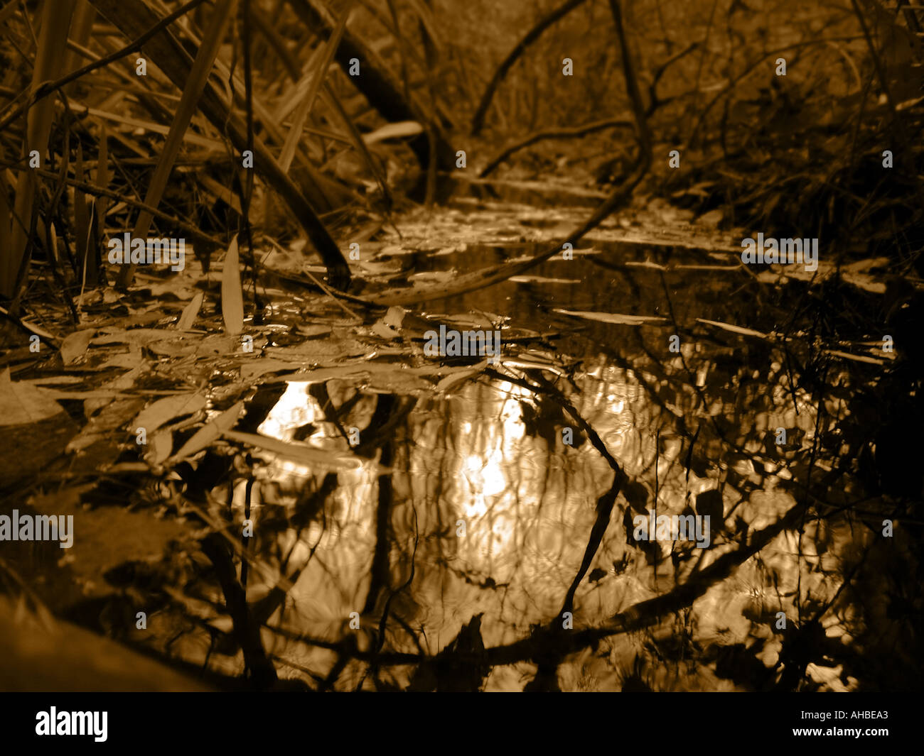 Autumn leaves and water hi-res stock photography and images - Alamy