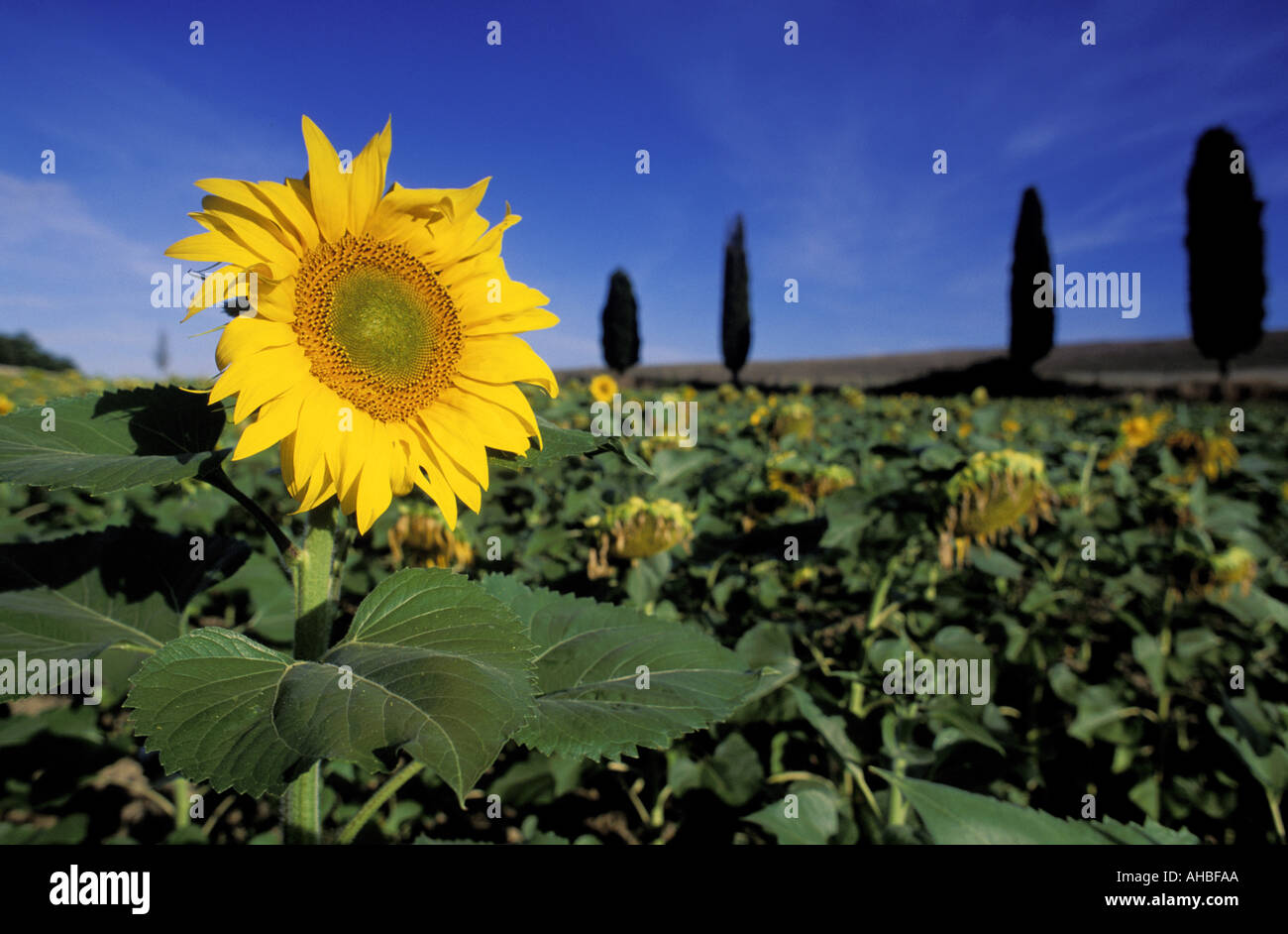 Sunflower field tuscany italy hi-res stock photography and images - Alamy