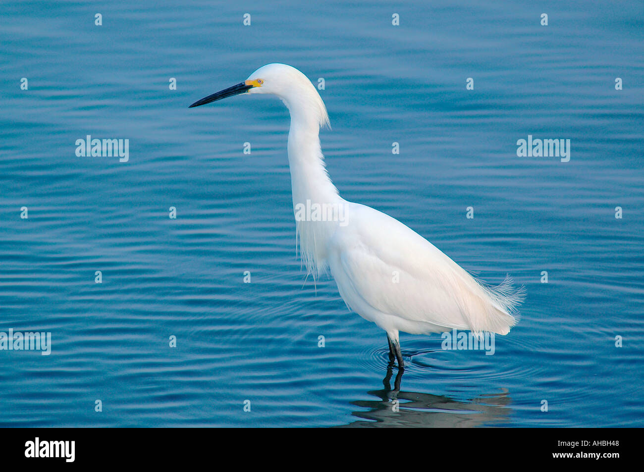An egret feeds at dusk in the Bolsa Chica bird sanctuary in California Stock Photo
