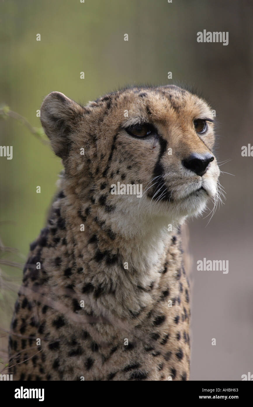 female cheetah Acinonyx jubatus Stock Photo - Alamy