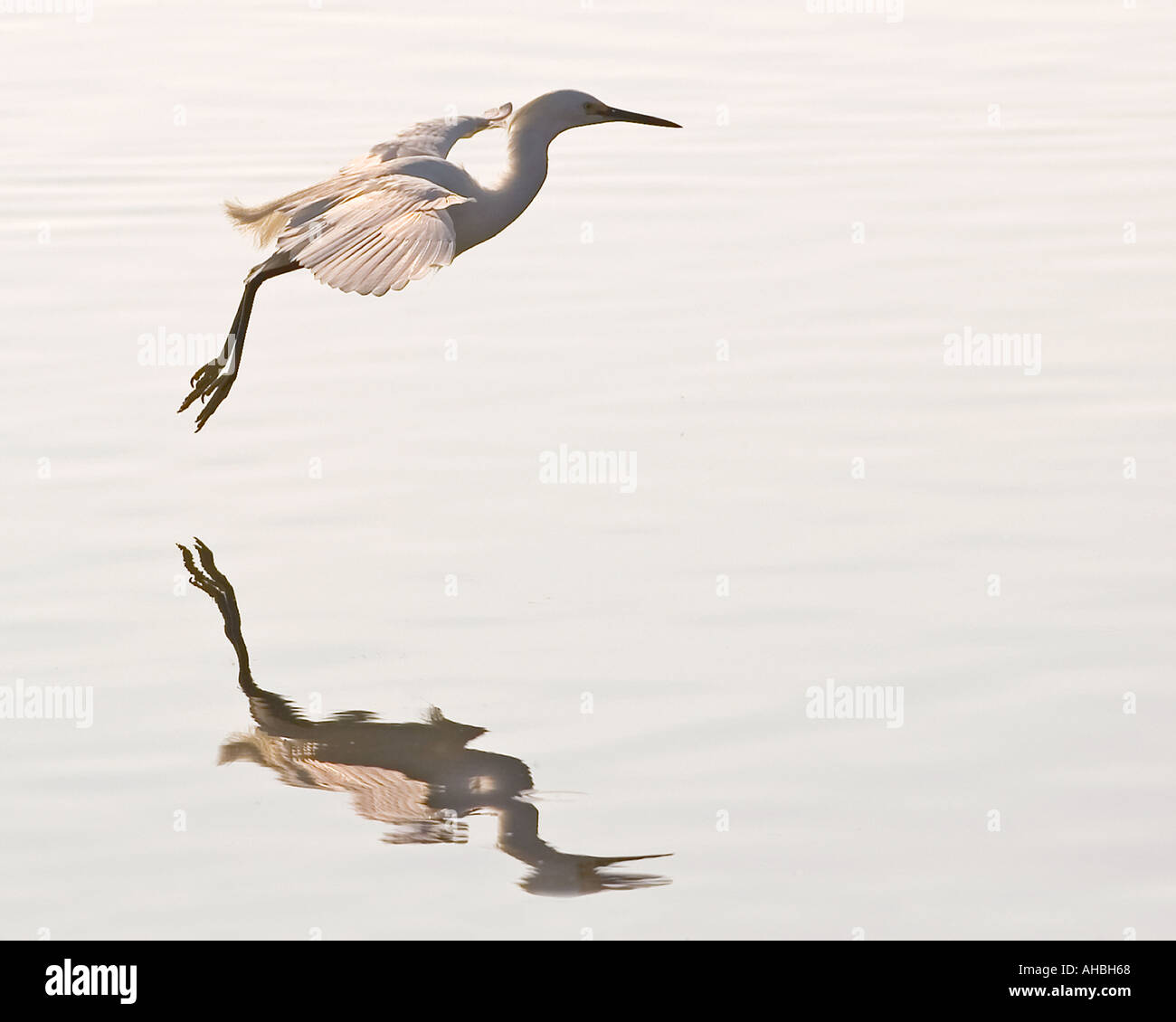 A flying Egret reflects of the water at dusk Stock Photo