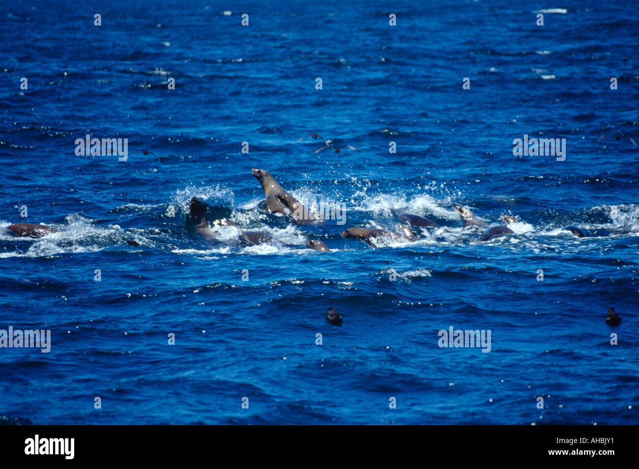 Californian sea lions feeding frenzy off Monterey coast California USA Stock Photo