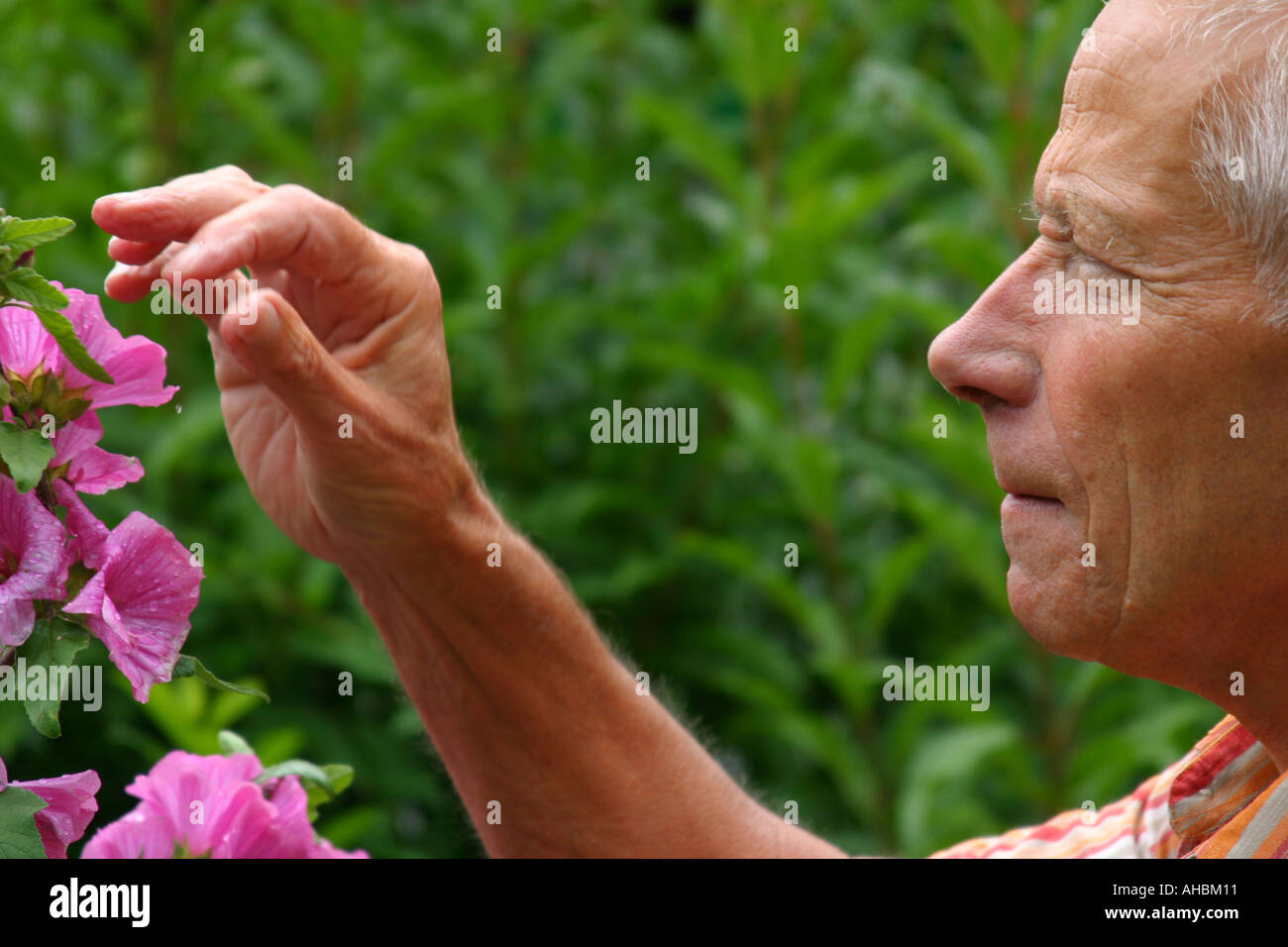 Older men gardening hi-res stock photography and images - Alamy
