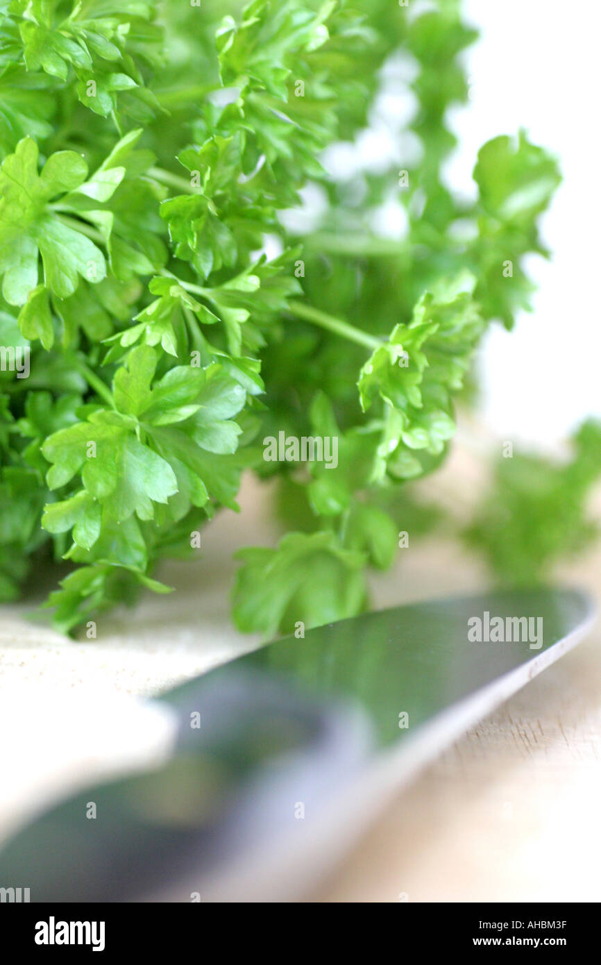 curly leaf parsley Stock Photo Alamy