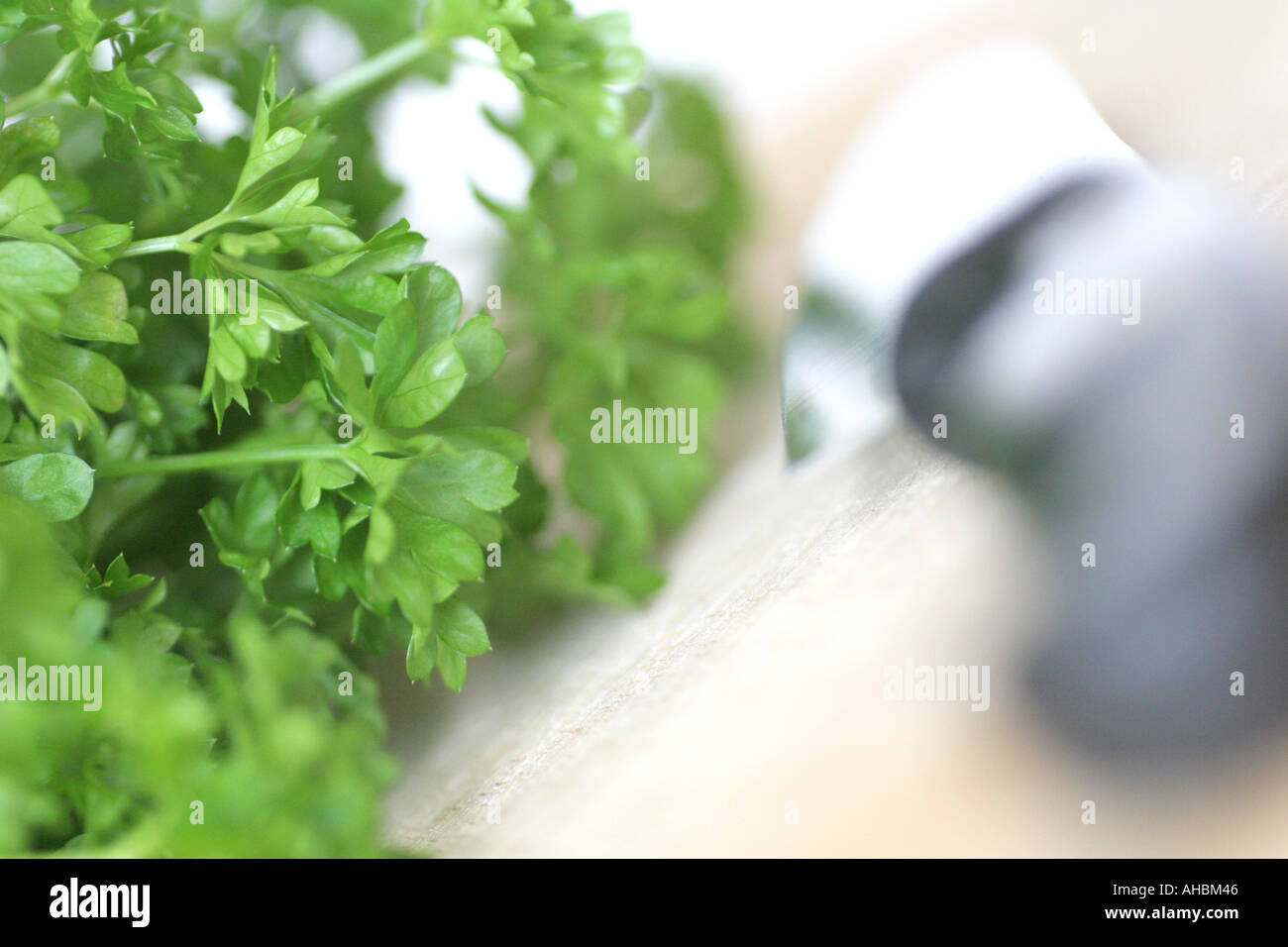 curly leaf parsley Stock Photo Alamy