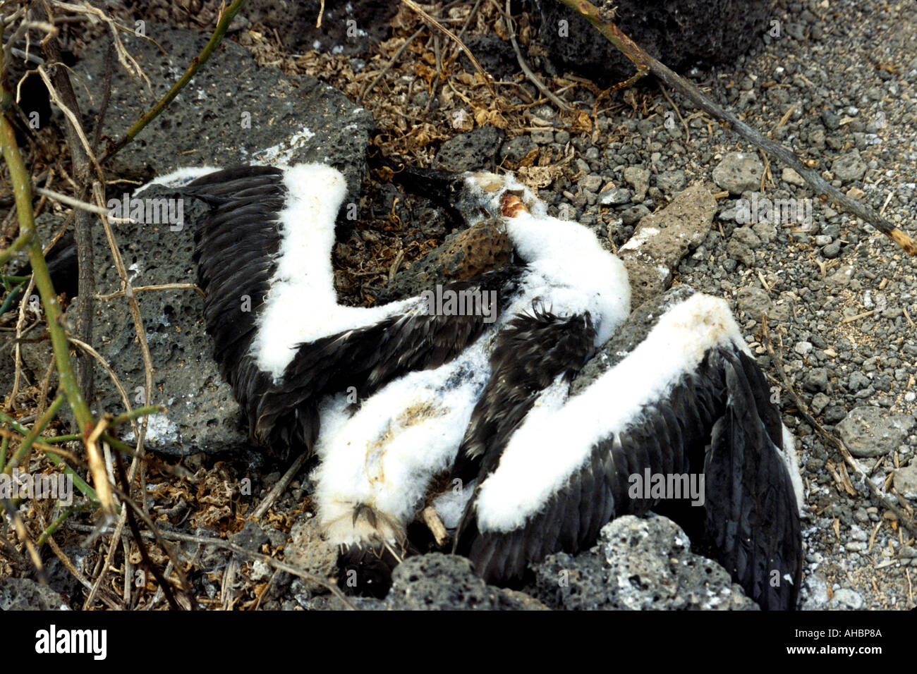 Dead Masked Booby Stock Photo