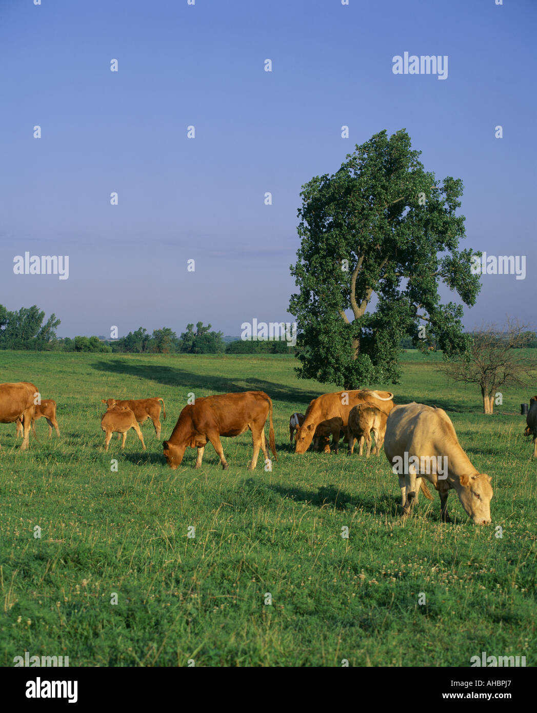 Limousin Cow Calf High Resolution Stock Photography and Images - Alamy