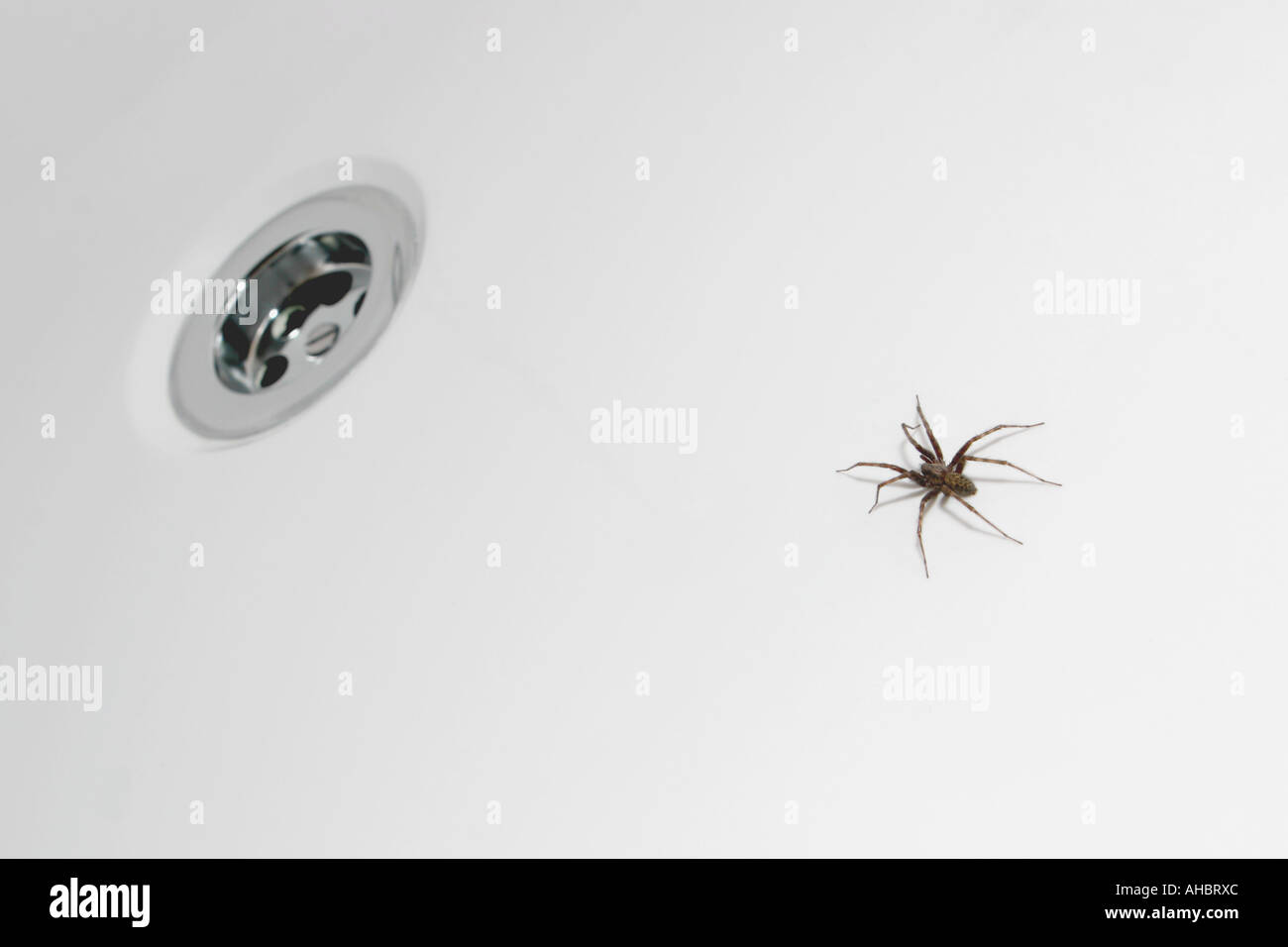 Spider in bath hires stock photography and images Alamy