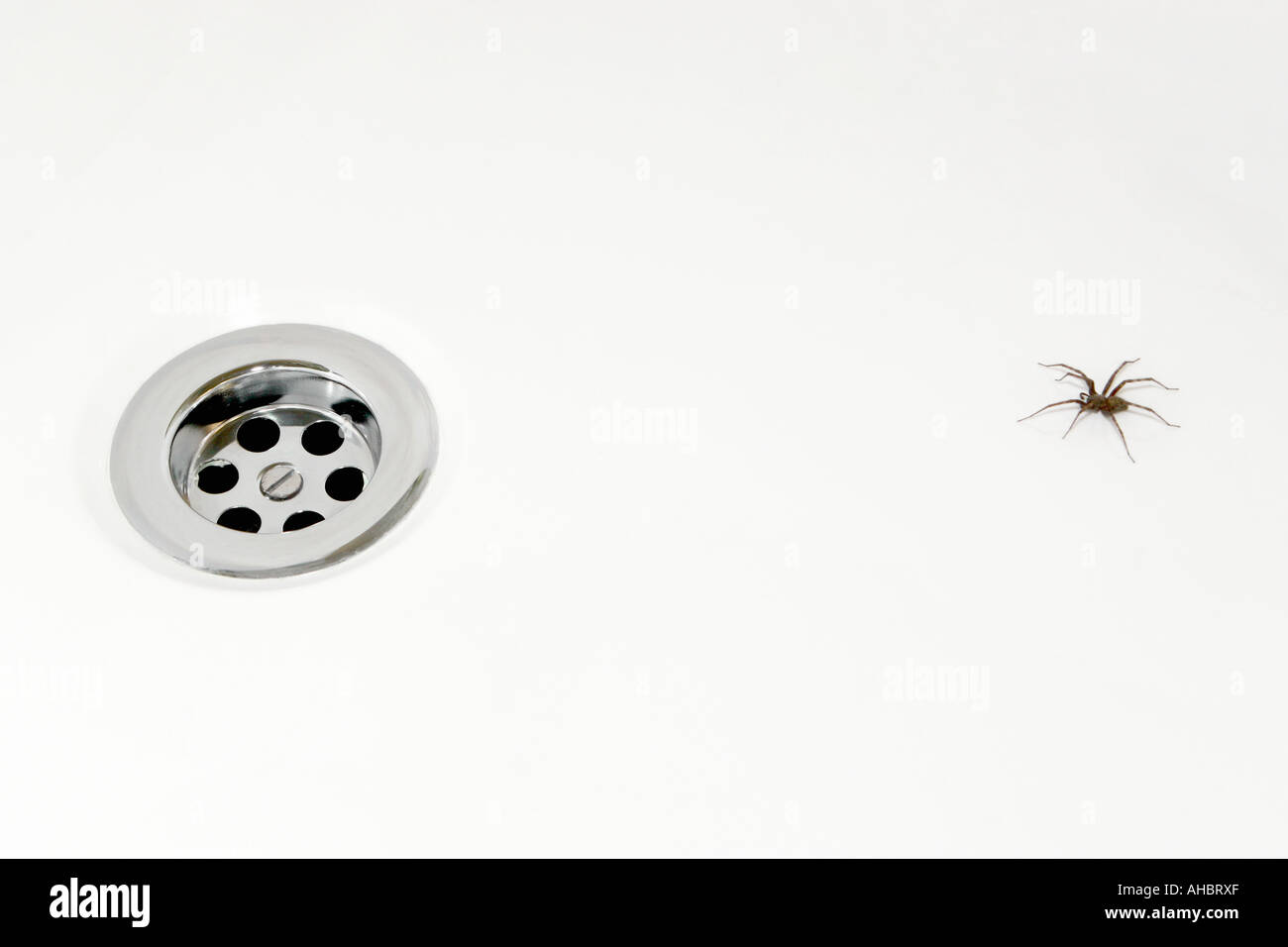 Spider in bath hires stock photography and images Alamy