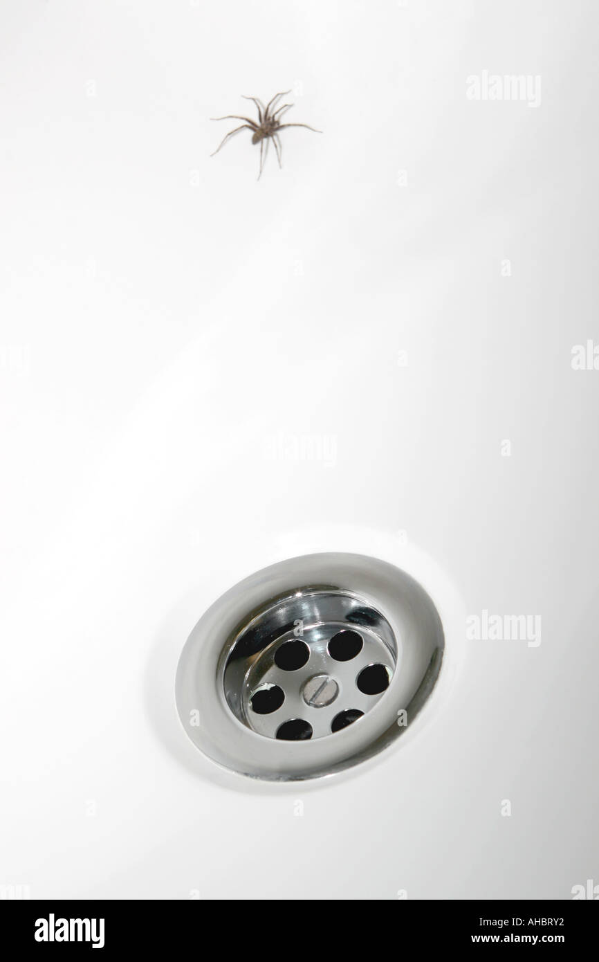 Spider in bath hires stock photography and images Alamy