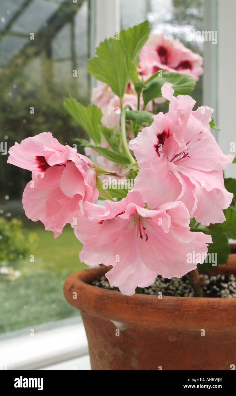 The large pink flowers of the Regal pelargonium 'Carisbrook' Stock Photo