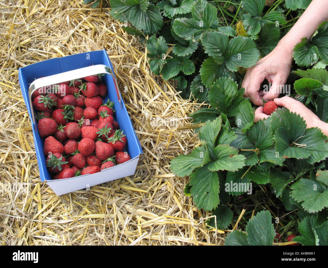 Farming Growing Harvesting Pick Picking Strawberries Strawberry Harvest Horticulture Hi Res 
