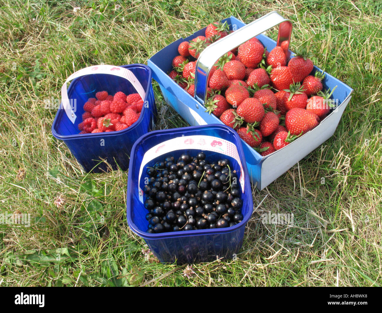 Baskets of freshly picked strawberries, raspberries (Rubus idaeus) and blackcurrants (Ribes nigrum) Stock Photo