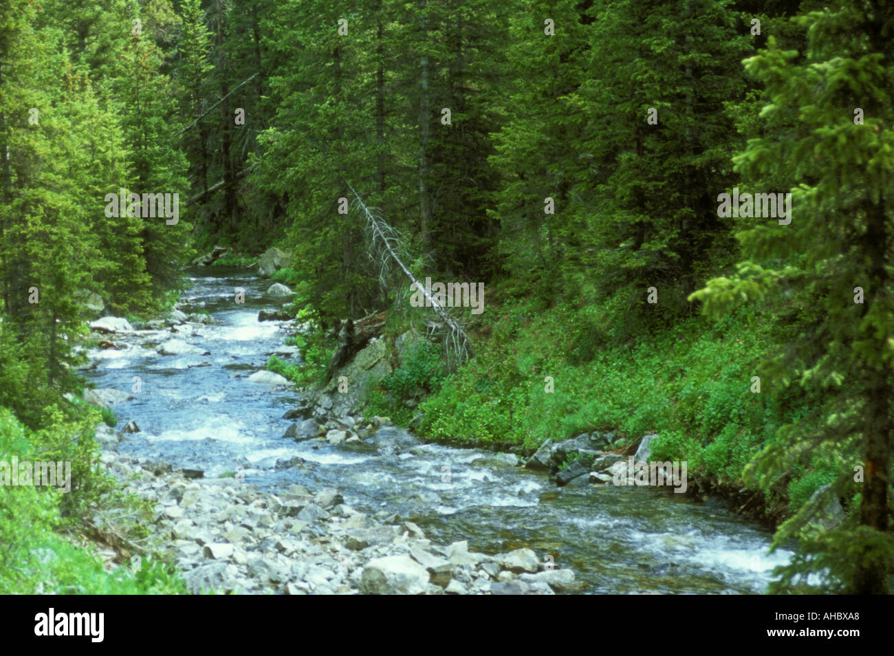 Summer stream from snow melt in the Colorado Rocky Mountains Stock