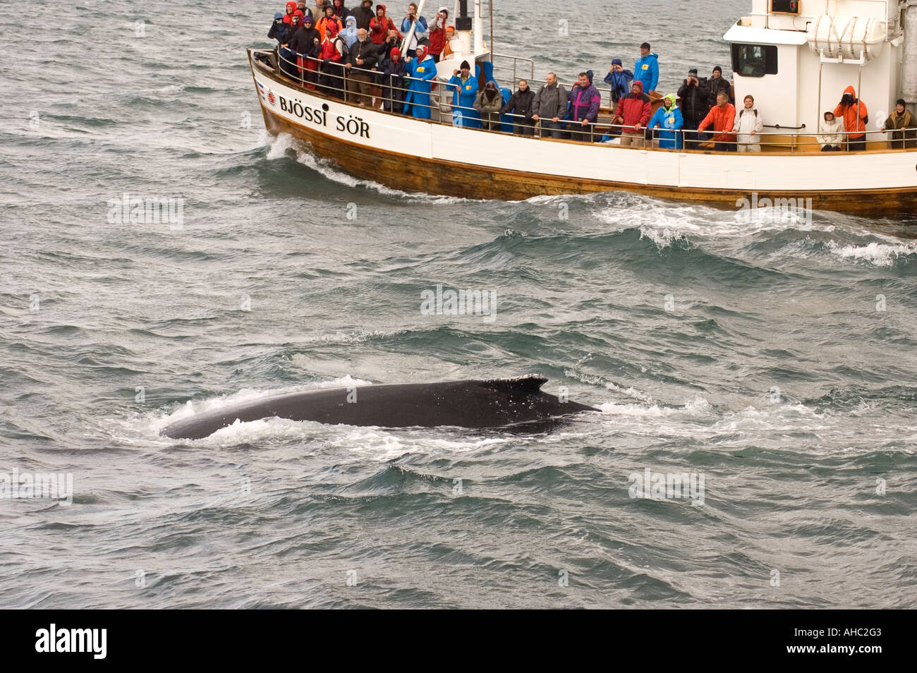 Whale watching from Husavik Stock Photo - Alamy