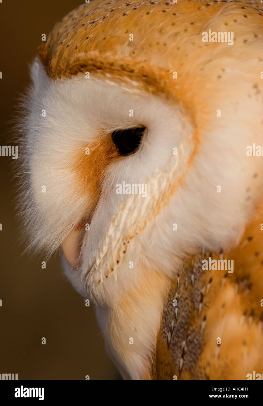 Barn Owl Profile close up head shot Stock Photo