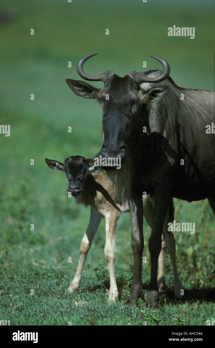 Wildebeest or White bearded gnu with a young calf just a few days old Ngorongoro Crater Tanzania East Africa Stock Photo