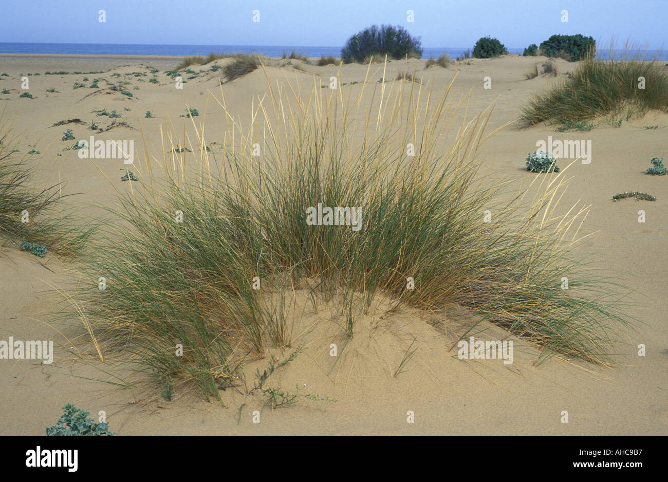 Ammophilia Arenaria Italy Stock Photo