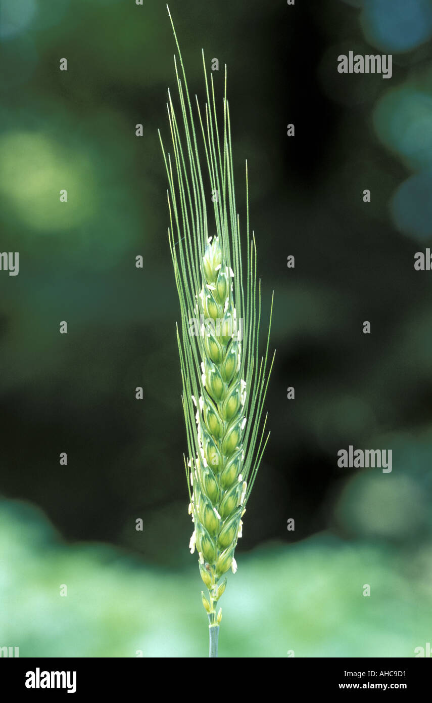 Triticum Spelta Spelt Italy Stock Photo