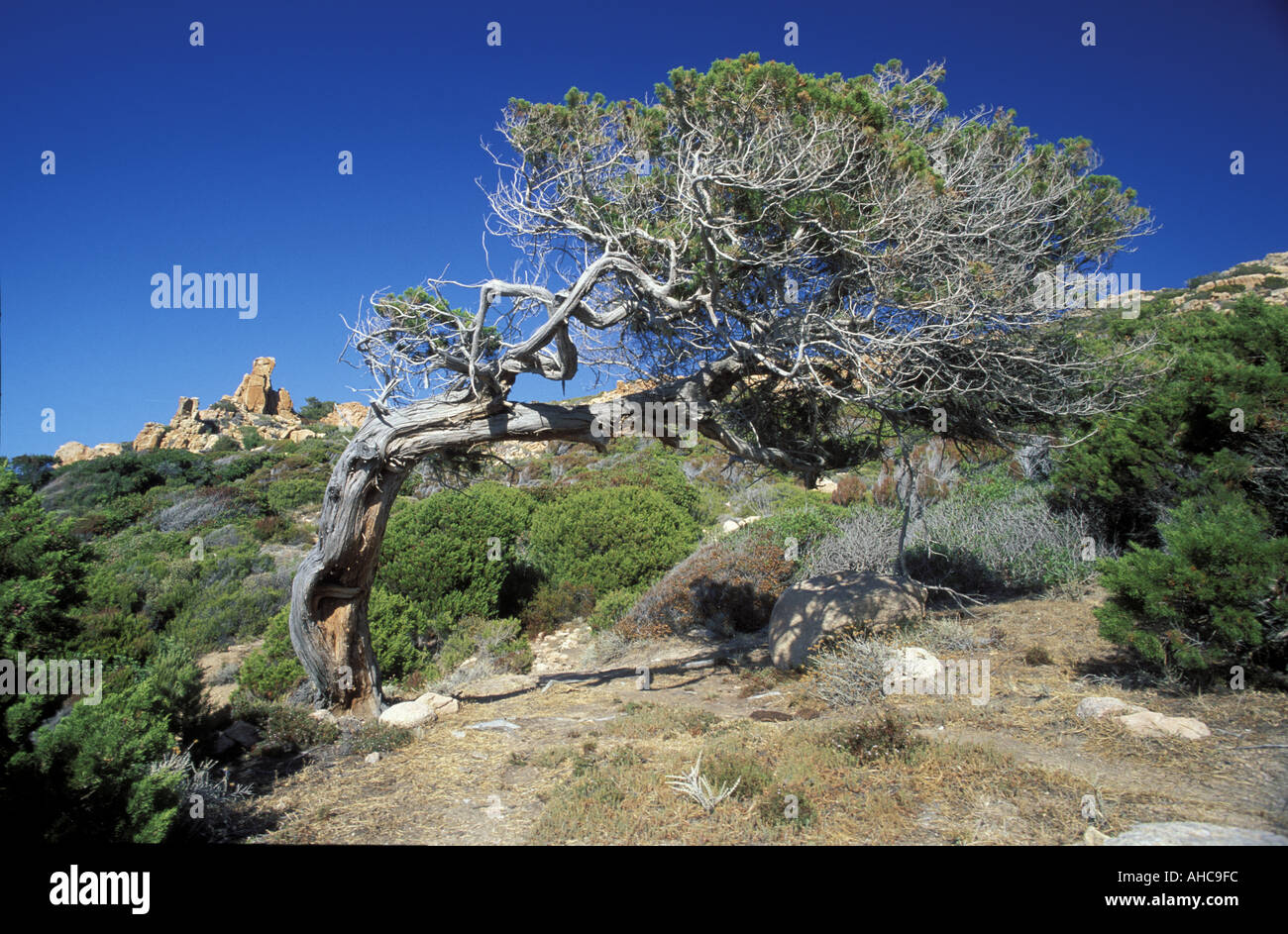 Juniperus Phoenicea Juniper Sardinia Italy Stock Photo