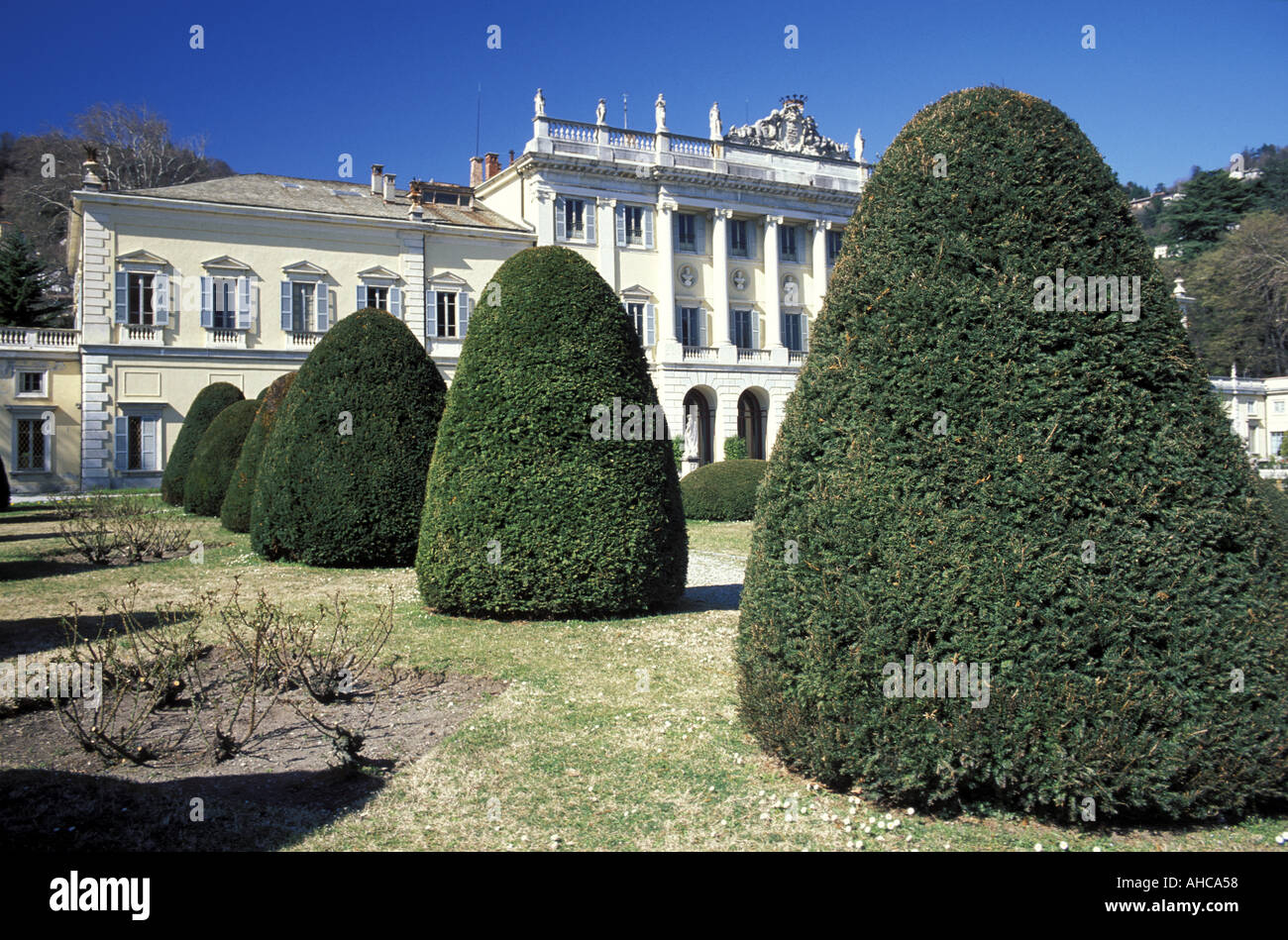 thuja brabant 2 m Thuja "Brabant" (80 - 100 cm) als krftige wurzelware