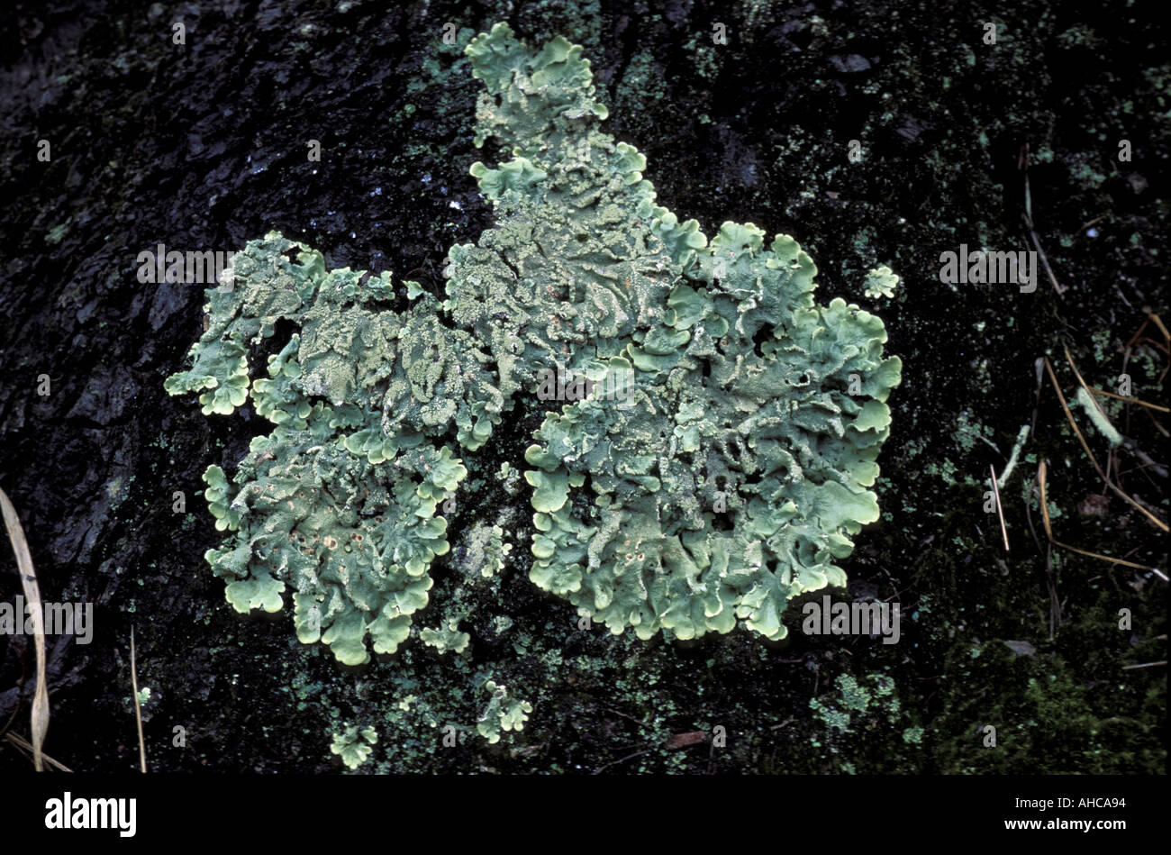 Parmelia Subrudecta Lichen Italy Stock Photo - Alamy