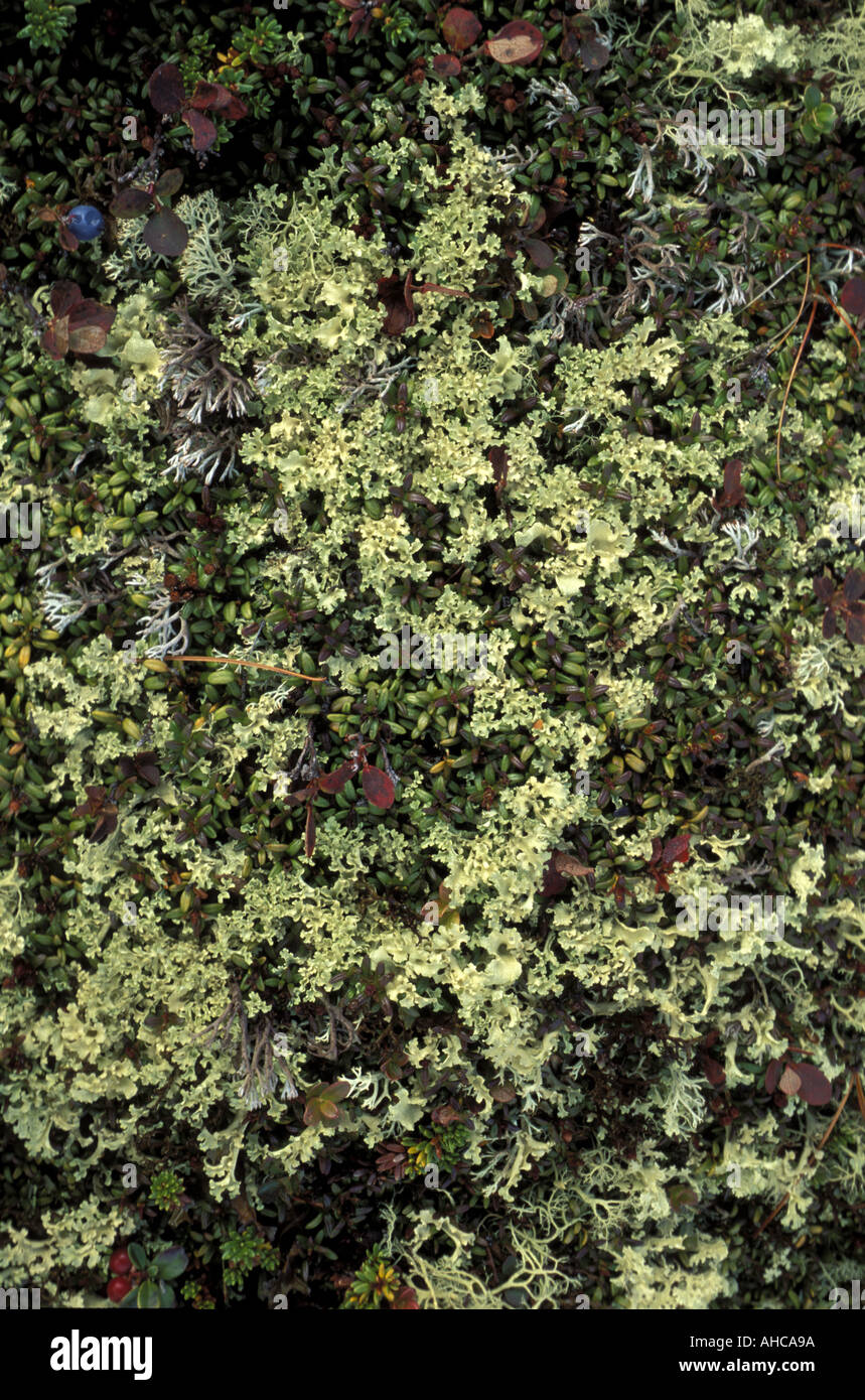 Cetraria Clorophilla Lichen Italy Stock Photo
