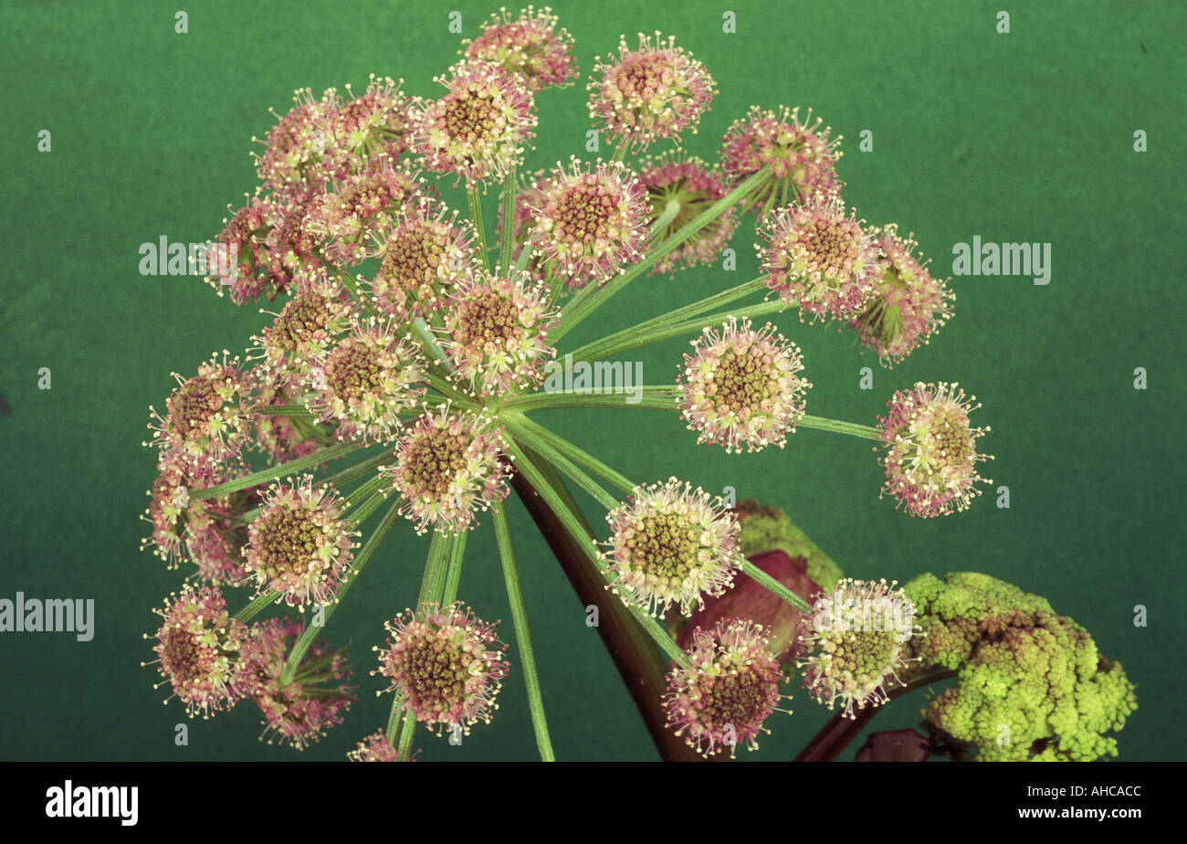Plant angelica sylvestris hi-res stock photography and images - Alamy