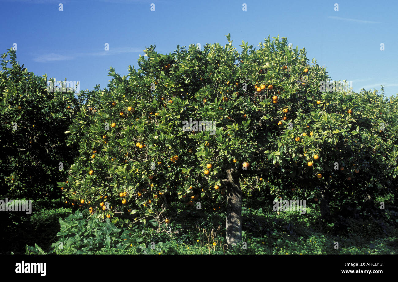 Citrus Aurantium Orange tree South Italy Italy Stock Photo