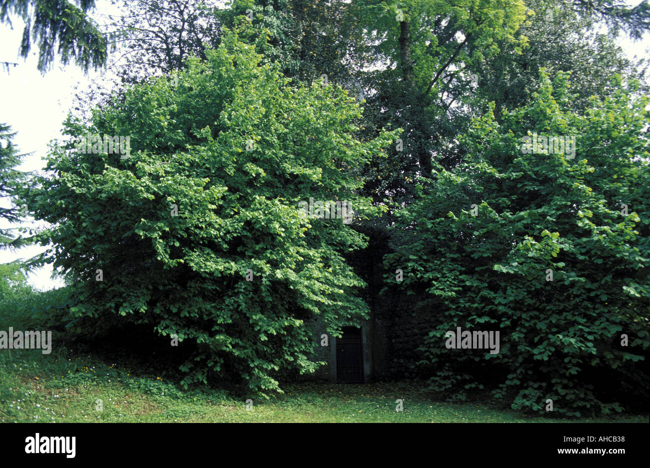 Hazelnut tree hires stock photography and images Alamy