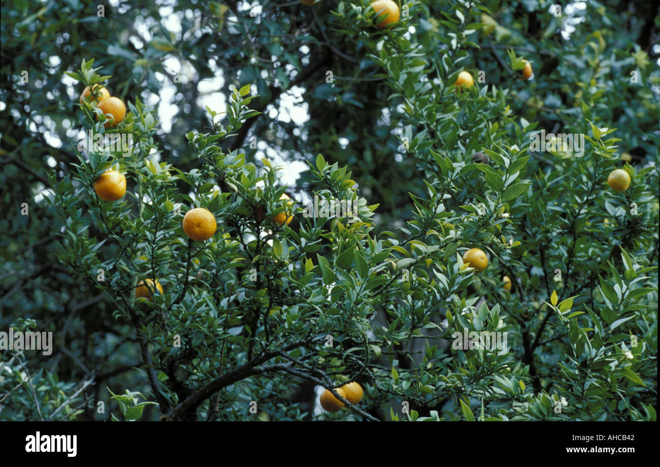 Grapefruit tree hires stock photography and images Alamy