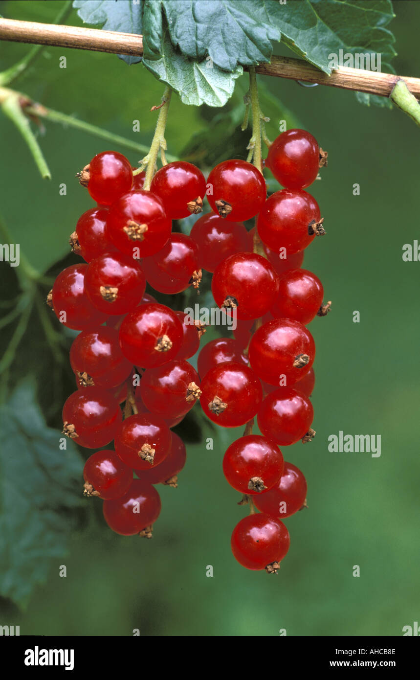 Redcurrant Italy Stock Photo