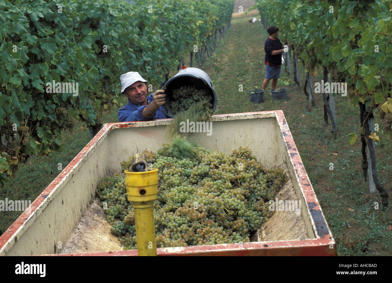 Vine picking Piemonte Italy Stock Photo