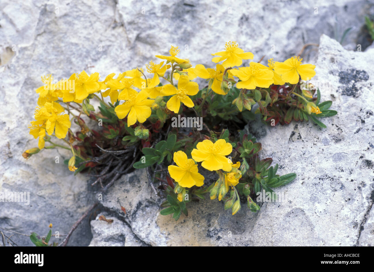 Helianthemum Alpestre Alpi Appennini Italy Stock Photo